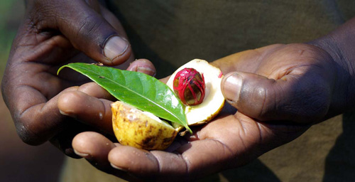 Fresh Nutmeg on a spicetour Spicetour Nutmeg