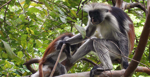 Red Colobus Monkeys in Jozani forrest Red Colobus Monkies