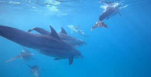 Swim with dolphins in Zanzibar Dolphins Tour